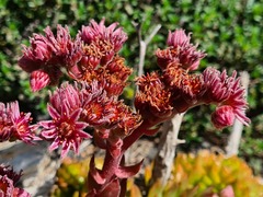 Sempervivum caucasicum