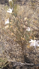 Lygodesmia grandiflora