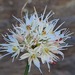 Allium saxatile - Photo (c) ramazan_murtazaliev,  זכויות יוצרים חלקיות (CC BY-NC), הועלה על ידי ramazan_murtazaliev