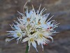 Allium saxatile - Photo (c) ramazan_murtazaliev, some rights reserved (CC BY-NC), uploaded by ramazan_murtazaliev