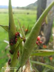 Oncopeltus orourkeae