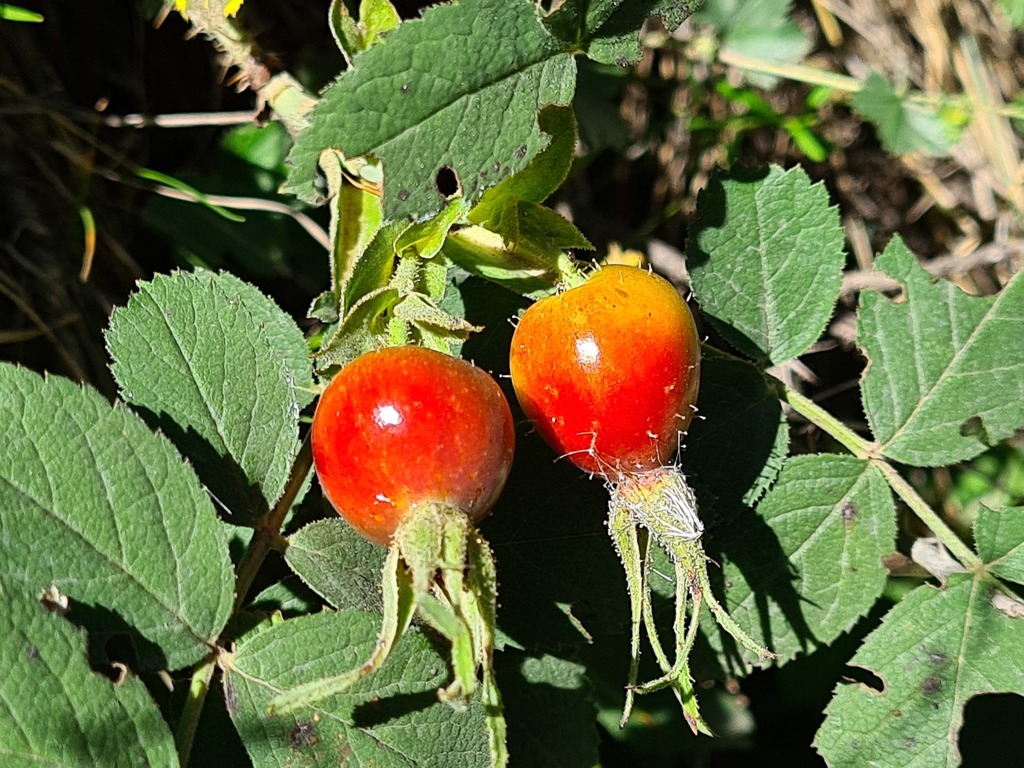 Rosa buschiana