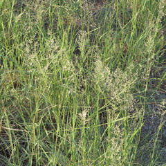 Eragrostis chloromelas