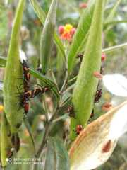 Oncopeltus orourkeae