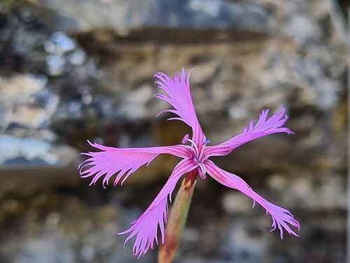 Dianthus orientalis Adams
