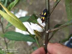 Oncopeltus orourkeae