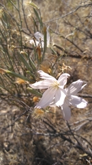 Lygodesmia grandiflora