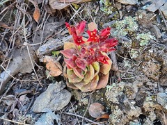 Prometheum sempervivoides