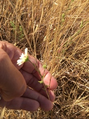 Hemizonia congesta luzulifolia