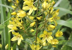 Lysimachia davurica