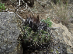 Eriosyce paucicostata