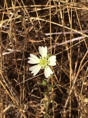 Hemizonia congesta luzulifolia