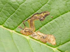 Stigmella speciosa