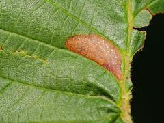 Phyllonorycter schreberella
