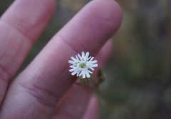 Silene grayi