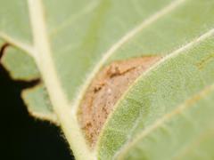 Phyllonorycter schreberella
