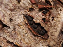 Diatrype disciformis