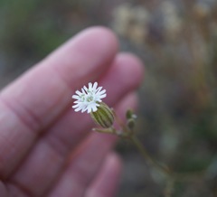 Silene grayi