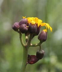 Ligularia dentata