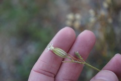 Silene grayi