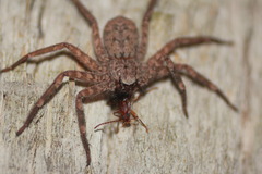 Statira