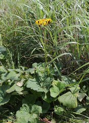 Ligularia dentata