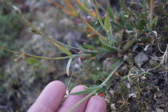 Silene grayi