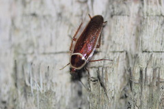 Pseudomops septentrionalis