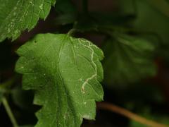 Amauromyza morionella