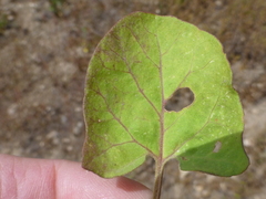 Calystegia malacophylla