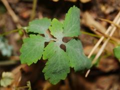 Erysiphe macleayae
