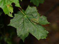 Phyllonorycter joannisi