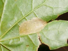 Phyllonorycter joannisi
