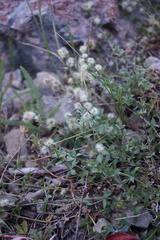 Galium serpenticum