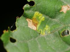 Stigmella tiliae
