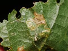 Stigmella tiliae