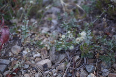 Galium serpenticum