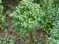 Viburnum lantana