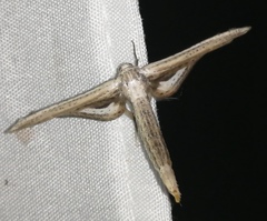 Meskea dyspteraria