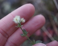 Galium serpenticum