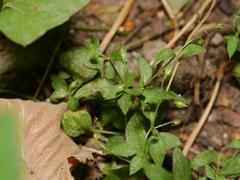 Moehringia trinervia