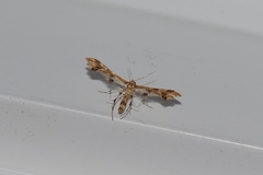 Geina periscelidactylus