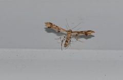 Geina periscelidactylus