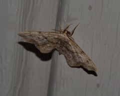 Hypagyrtis piniata