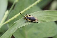 Chauliognathus distinguendus