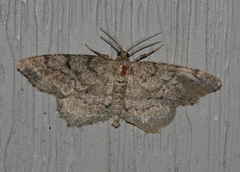 Hypagyrtis piniata