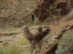 Copiapoa gigantea
