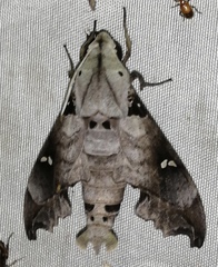 Madoryx oiclus