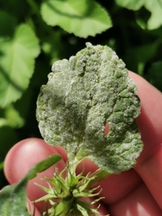 Neoerysiphe galeopsidis