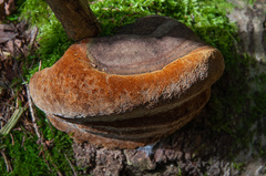 Fomitiporia hartigii